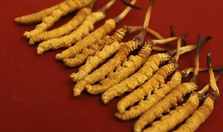 虫草放了五年还能吃吗 存放了十年的虫草还能吃吗