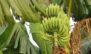 芭蕉可以放着自然熟吗 芭蕉可以放着自然熟吗怎么吃