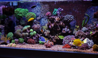 鱼便多怎么处理(鱼便如何处理)