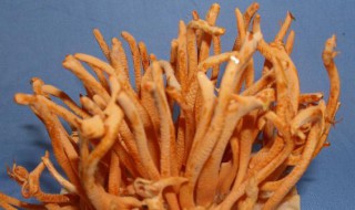 虫草花煲粥怎么弄 虫草花煲粥怎么弄好吃