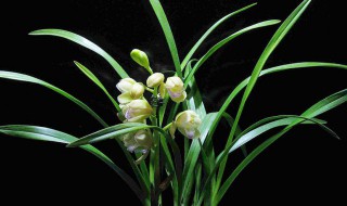 关于兰花的句子 关于兰花的句子唯美200字