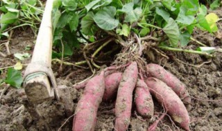 家庭屋内存放红薯最简单方法（家庭屋内存放红薯最简单方法视频）