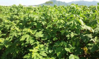 构树栽培的方法（构树的繁殖方法）