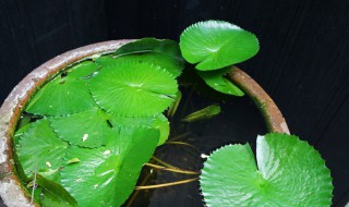 鱼池内盆栽莲藕的种植方法（鱼缸莲藕的种植方法）