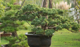 制作马尾松盆景方法（如何盆栽马尾松）