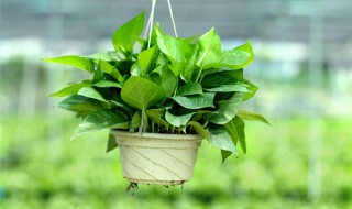 绿萝种植技巧是什么 绿萝种植技巧是什么样的