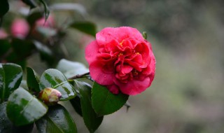 养茶花的正确方法 养茶花的正确方法视频