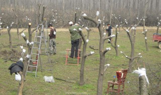 5月嫁接杏树的方法（杏树五月嫁接方法）