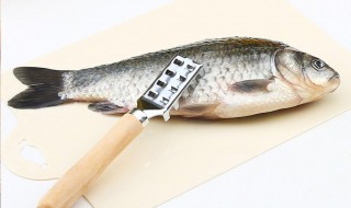 虹鳟鱼刮鱼鳞的方法 虹鳟鱼的鱼鳞怎么刮