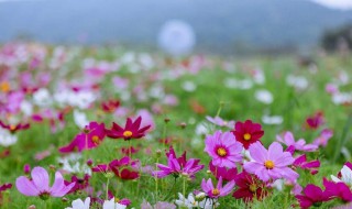 形容生命如夏花的句子 形容生命如夏花的句子简短