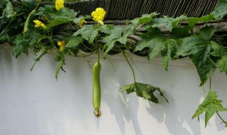 丝瓜藤的修剪方法（丝瓜藤如何修剪）