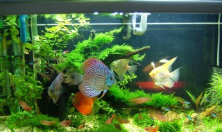草缸养红绿灯鱼技巧 草缸养红绿灯鱼技巧和方法