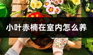 小叶赤楠在室内怎么养（小叶赤楠在室内怎么养好）