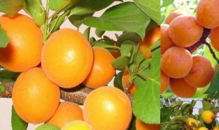 怎么挑甜杏(甜杏怎么吃最好)