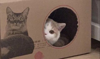 可爱卖萌简短文案（可爱卖萌简短文案短句）