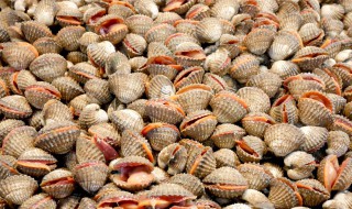 血蛤怎么挑 血蛤和毛蛤