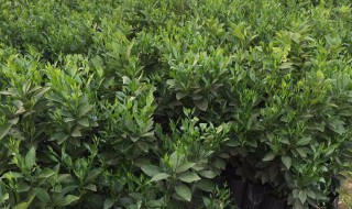 丑柑树苗管理技巧（丑柑树苗管理技巧与方法）