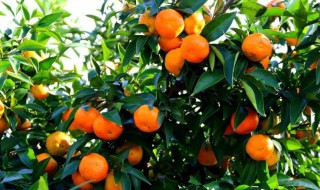 日本橘子种植方法（日本都怎样种柑橘）