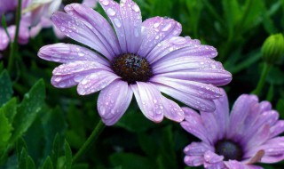 非洲菊缓苗方法（非洲菊缓苗方法视频）