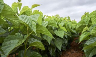 桑树的繁殖方法 桑树的繁殖方法有哪些