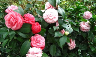 18学士茶花种植方法 茶花18学士怎么养