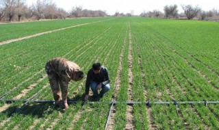 小麦基本苗的管理方法 小麦基本苗的管理方法有