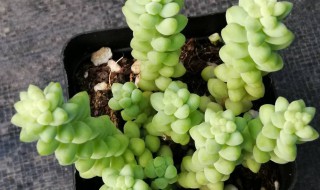 多肉玉缀的养殖小技巧（多肉玉缀的养殖方法和注意事项）