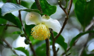 山茶花的采收加工方法（山茶花的采收加工方法是）