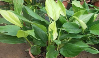 百合万年青养殖方法（百合万年青养殖方法图解）