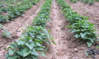 蔬菜补苗方法 补苗的方法有