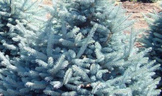 美国蓝杉的养殖方法和注意事项 美国蓝杉树苗怎样养