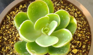 冬季的宝石花的养殖方法（冬季的宝石花的养殖方法是）