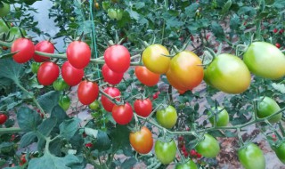 西红柿施肥过度怎么解决（西红柿施肥过度怎么解决问题）