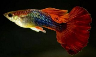 纯种孔雀鱼养殖方法和注意事项（孔雀鱼的养殖注意事项及繁殖方法）