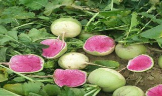 心里美萝卜的种植方法(心里美萝卜能移栽吗)