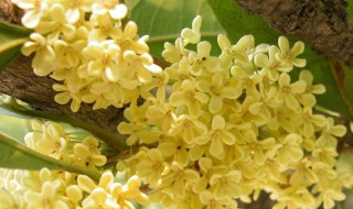 怎么快速的挑桂花杂质 怎么快速的挑桂花杂质肉