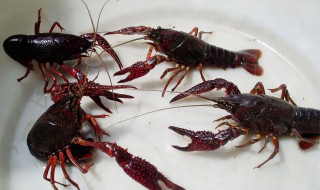 小龙虾线怎么挑 小龙虾线怎么挑好吃