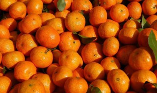 砂糖桔文案（砂糖橘广告文案）