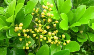 米兰修剪的时间和方法 米兰多长时间修剪一次