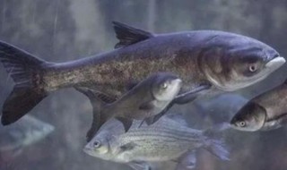 胖头鱼保鲜方法是什么（胖头鱼的保存方法）