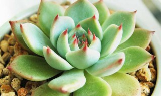 养殖花月夜需要注意什么 养殖花月夜需要注意什么事项