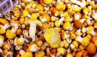 黄蘑菇怎么保存 黄蘑菇怎么保存晒干?