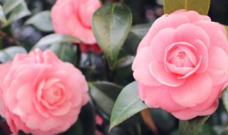 女人赏花的心情说说 女人赏花的心情说说句子