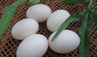 如何挑选鸽子蛋（如何挑选鸽子蛋的好坏）