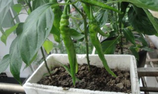 辣椒盆栽的种法(辣椒盆栽的种法和管理)