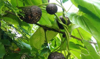 山药豆是山药的种子吗(山药豆种子是什么样的)