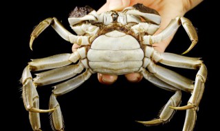 怎么知道螃蟹是不是活的 如何判断螃蟹是活的