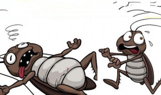 衣柜防蟑螂最有效的方法是什么(衣柜防蟑螂用什么方法最好)