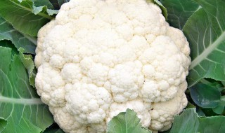 如何做花菜焖饭（焖花菜怎么做）