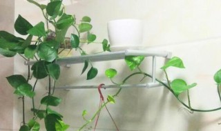 卫生间可以放什么植物除异味（什么植物适合放卫生间除味）